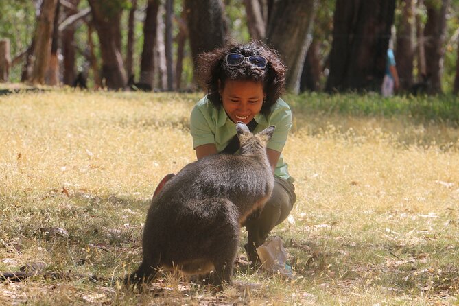 Cleland Wildlife Park Experience - from Adelaide including Mt Lofty Summit - Koalas are the prize: how heat rules affect your day