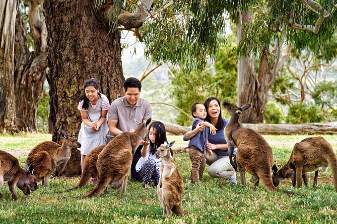 Cleland Wildlife Park Experience - from Adelaide including Mt Lofty Summit - Timing that works (and the one drawback to accept)