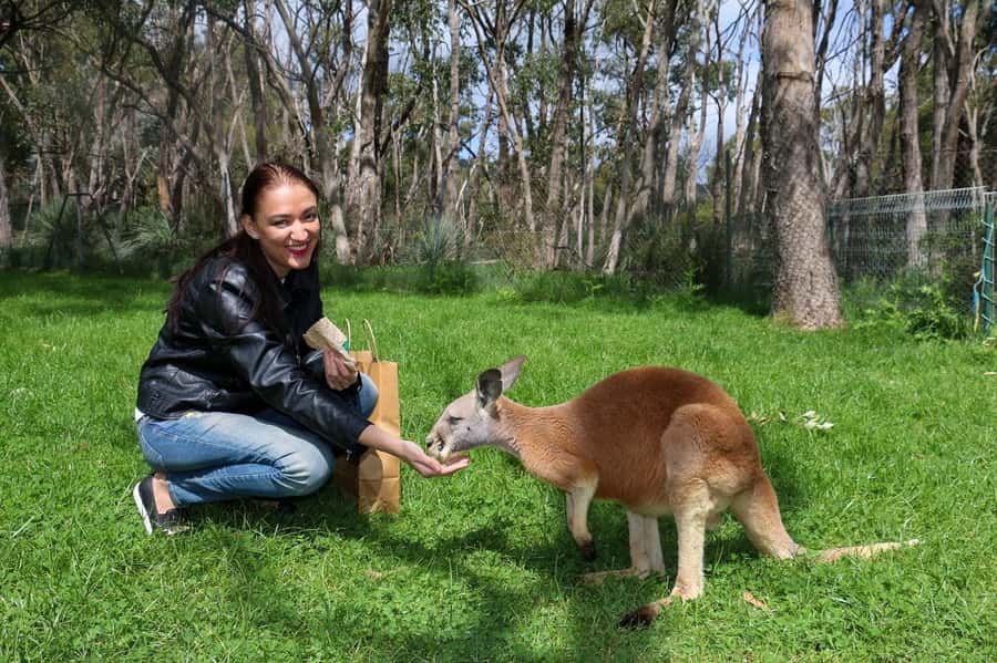 Cleland Wildlife Park Experience with Mount Lofty Summit - Key highlights to know before you go