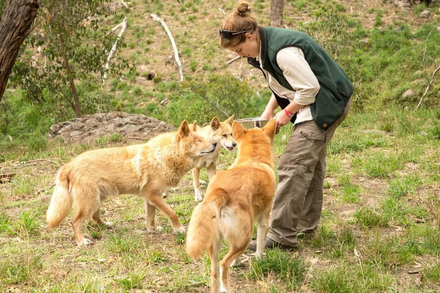 Cleland Wildlife Park Experience with Mount Lofty Summit - Timing and pacing: why 330 minutes works (if you use it well)