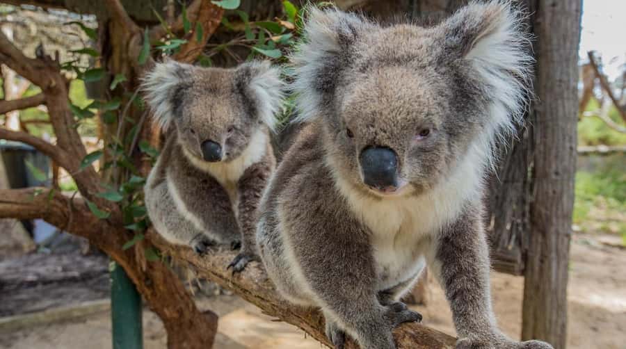Cleland Wildlife Park Experience with Mount Lofty Summit - Mount Lofty Summit: the easy panoramic warm-up