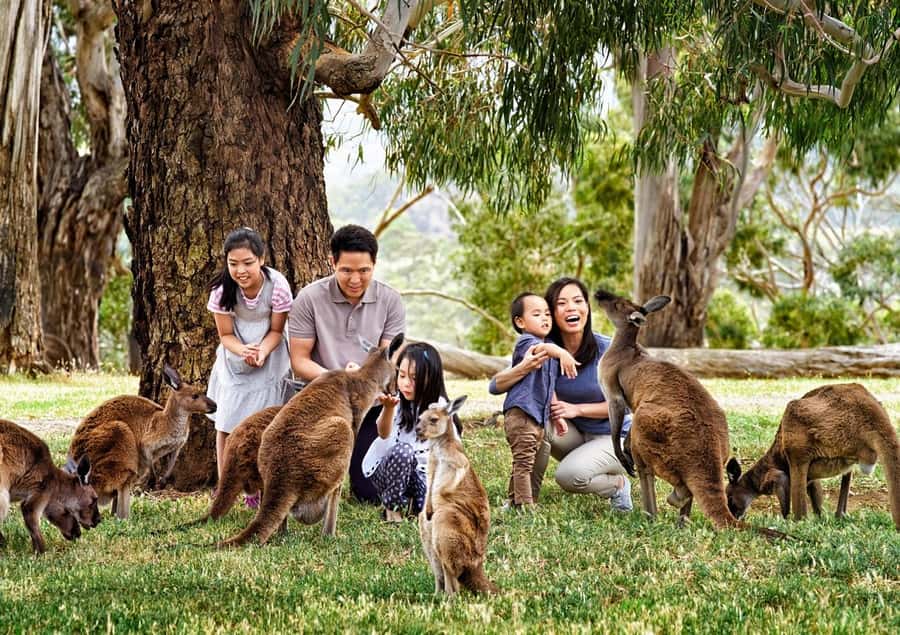 Cleland Wildlife Park Experience with Mount Lofty Summit - Cleland Wildlife Park: 35 hectares, few enclosures, real encounters