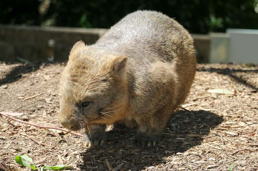 Cleland Wildlife Park Experience with Mount Lofty Summit - The koala close-up: touch, photo, and keeper context