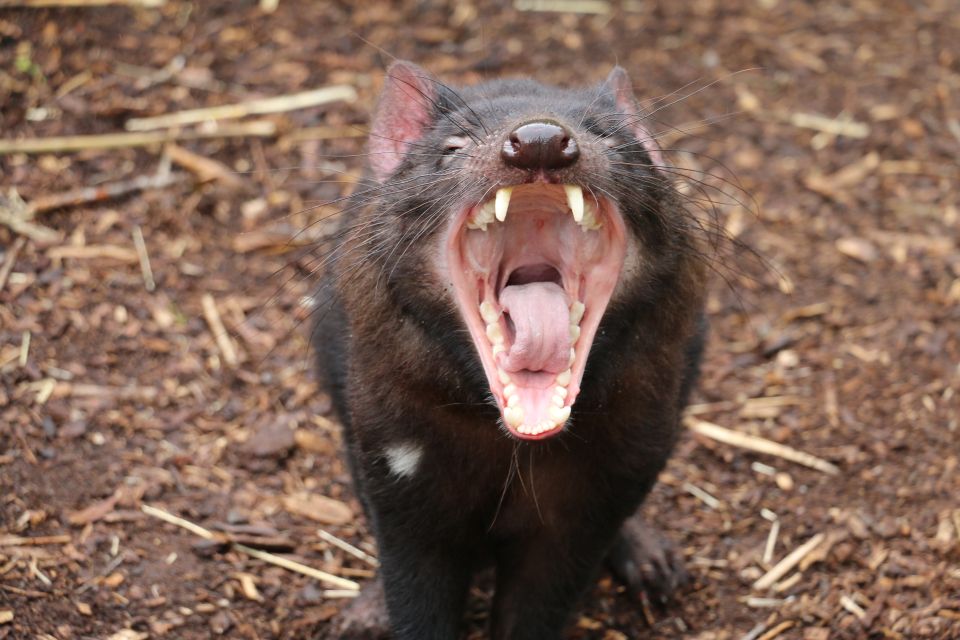Cleland Wildlife Park Experience with Mount Lofty Summit - Hand-feeding kangaroos and wallabies: the best way to get close