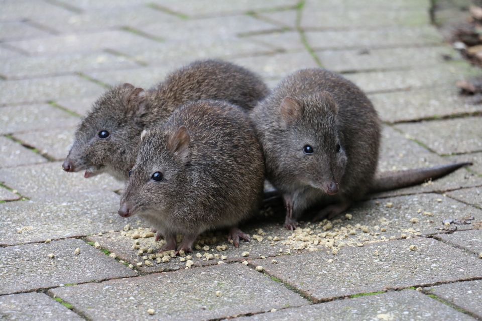 Cleland Wildlife Park Experience with Mount Lofty Summit - Wetlands, birds, and wildlife detours you didn’t plan