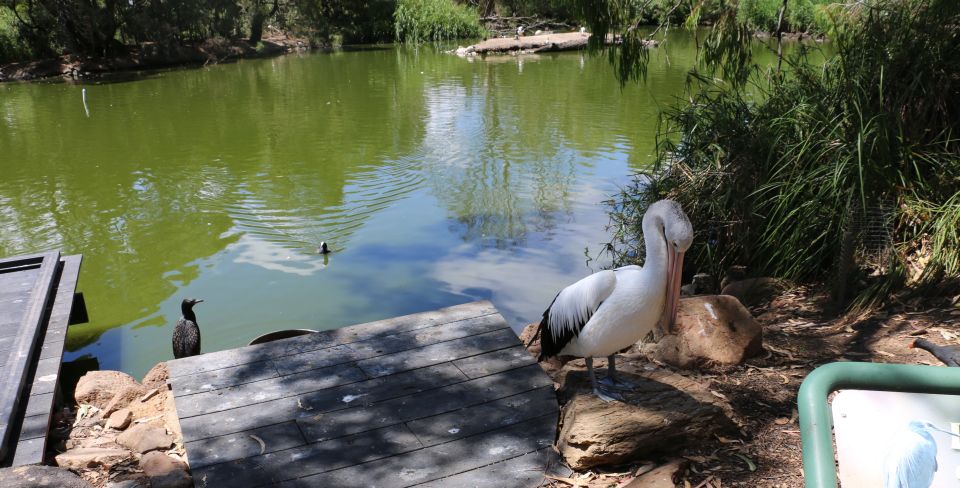 Cleland Wildlife Park Experience with Mount Lofty Summit - Ocean to Outback Interpretive Centre: nocturnal and reptile options
