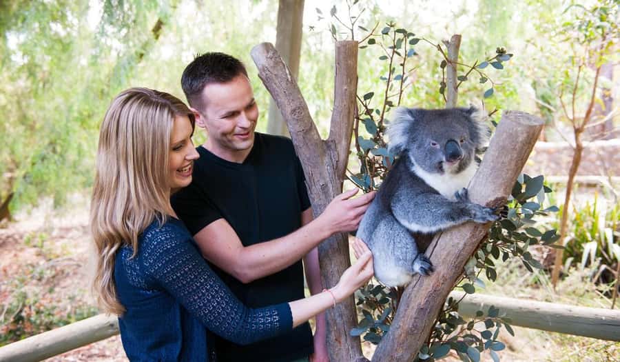 Cleland Wildlife Park Experience with Mount Lofty Summit - Getting to Cleland Wildlife Park on a small-group bus