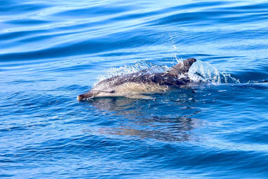 Coastal 2.5-hour Adventure Boat Tour from Newcastle - The Hunter Coast drive-by highlights: Caves Beach, Catherine Hill Bay, and Harbour views