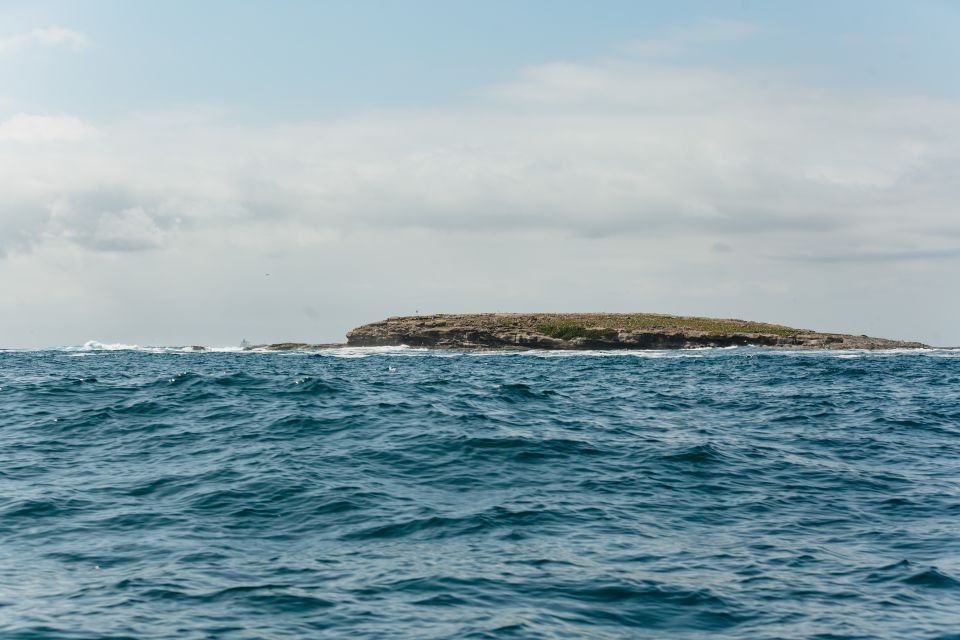 Coastal 2.5-hour Adventure Boat Tour from Newcastle - Wildlife spotting: what you’re realistically aiming to see