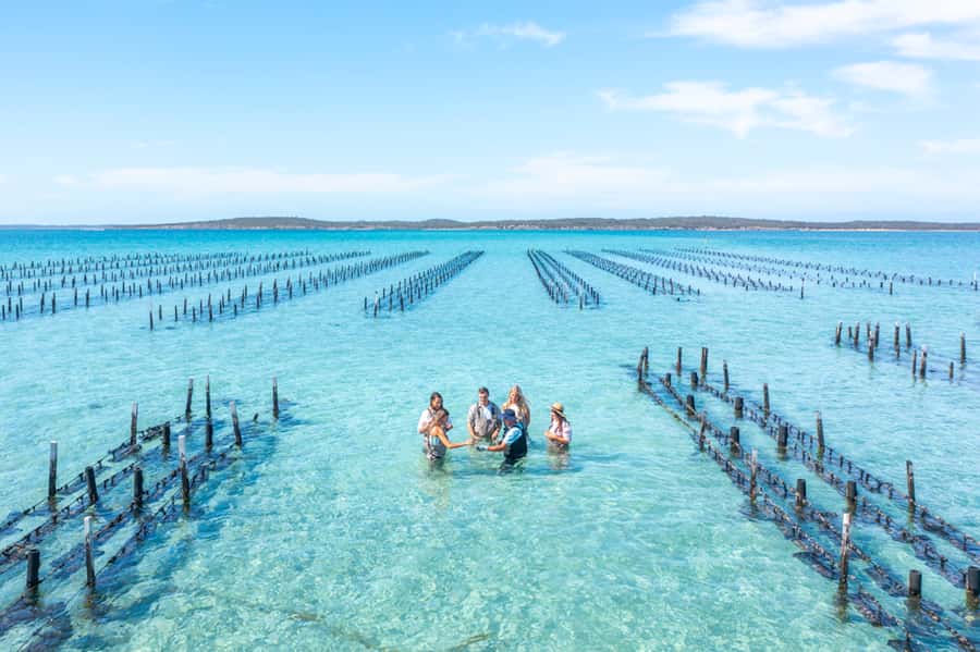 Coffin Bay: Oyster Farm Boat Tour with Wading & 12 Oysters - Key highlights you’ll actually care about