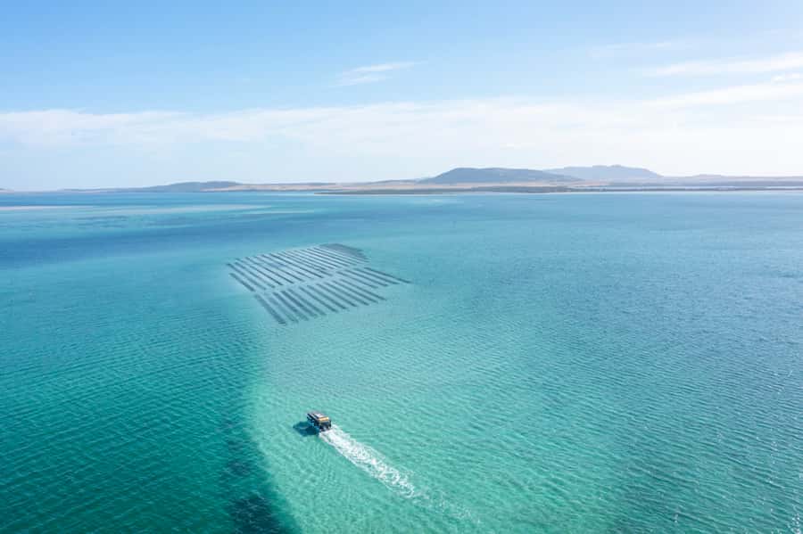 Coffin Bay: Oyster Farm Boat Tour with Wading & 12 Oysters - What to bring (and what will make your day easier)