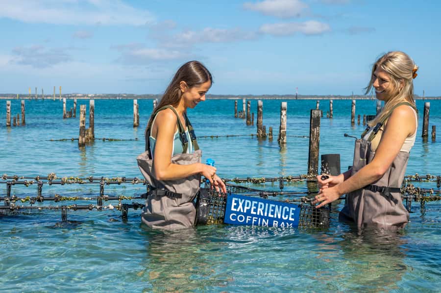Coffin Bay: Oyster Farm Boat Tour with Wading & 12 Oysters - The oyster moment: 12 fresh oysters plus shucking tips
