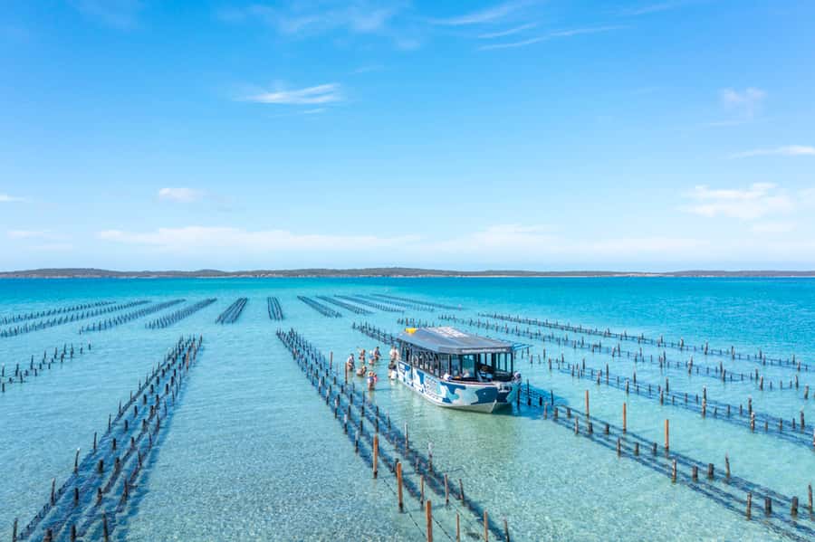 Coffin Bay: Oyster Farm Boat Tour with Wading & 12 Oysters - The cruise: dolphins, seals, and coastline time