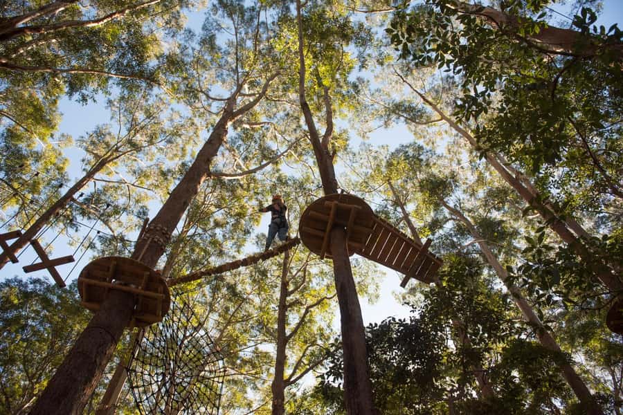 Coffs Harbour: Treetops Adventure Tree Ropes Course - 14 ziplines up to 25 metres: the main event
