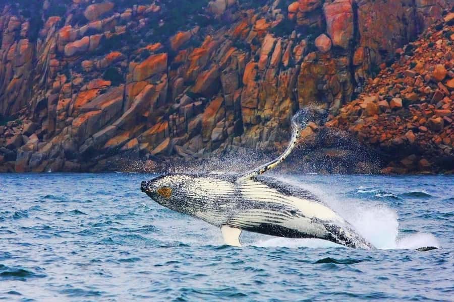 Coles Bay: Wineglass Bay Adults-Only Cruise with Lunch - Cruise Route Highlights: Coles Bay and Freycinet’s Cliffs Up Close
