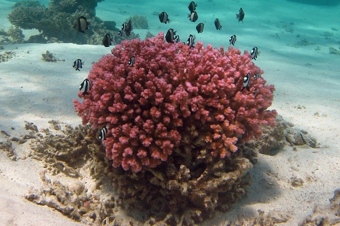 Coral Bay 1-Hour Coral Viewing - Stop 1: Ningaloo Reef and why this route is worth the hour