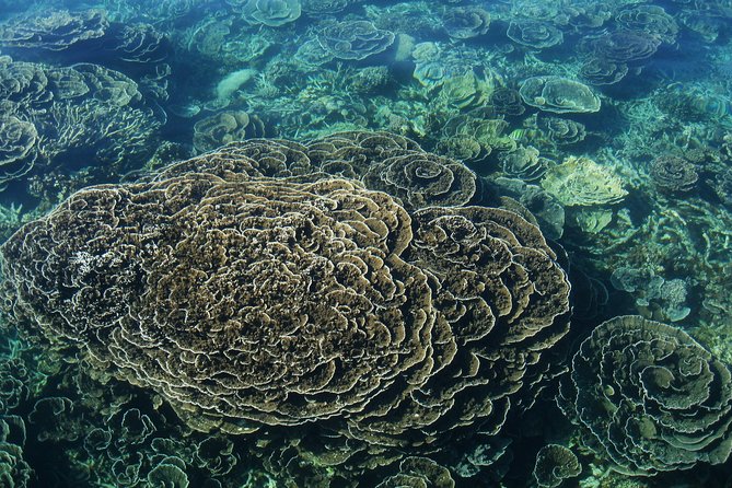 Coral Bay 1-Hour Coral Viewing - Fish feeding and the fun factor that keeps kids engaged