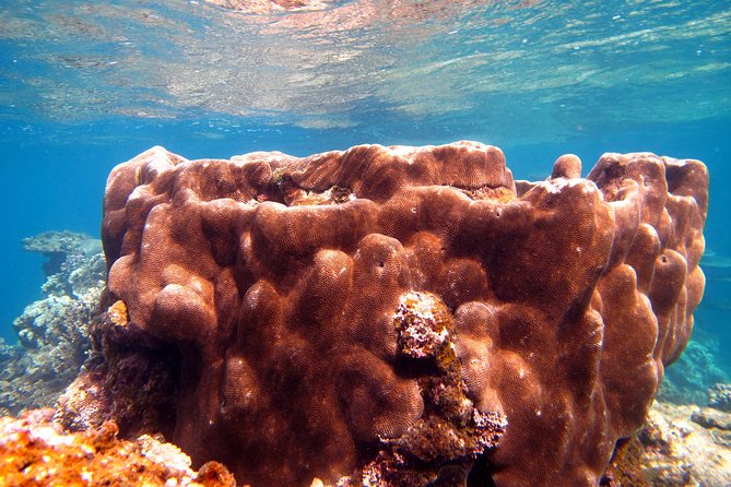Coral Bay 1-Hour Coral Viewing - Comfort, group size, and who this tour suits best