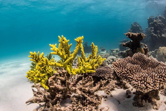 Coral Bay 1-Hour Coral Viewing - Where the tour starts in Coral Bay (and how to plan your time)