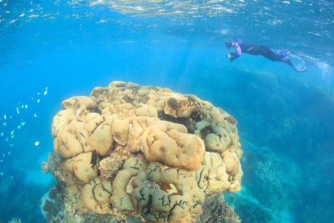 Coral Bay: 2-Hour Coral Viewing and Snorkeling - Key highlights worth knowing before you go