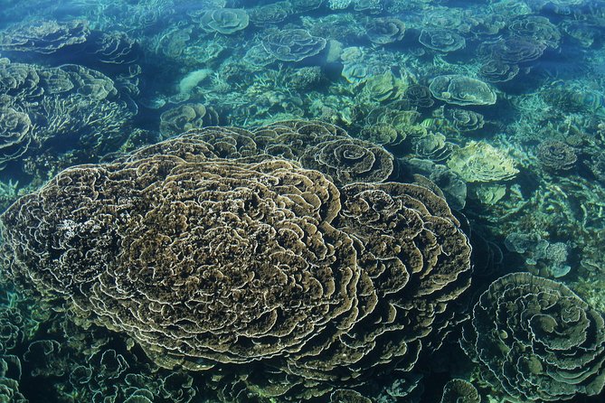 Coral Bay: 2-Hour Coral Viewing and Snorkeling - How the 2-hour Coral Bay format gives you real reef time