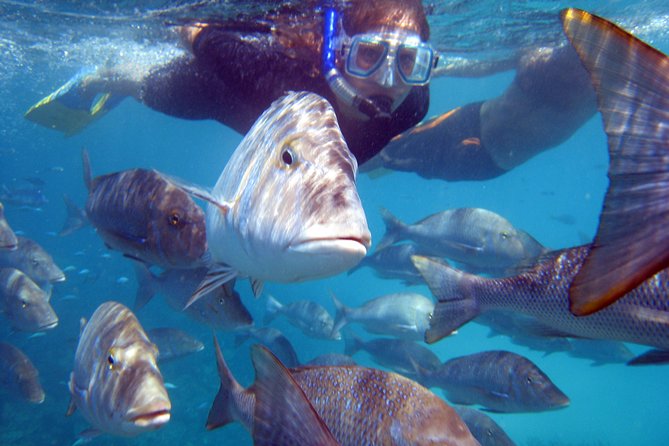 Coral Bay: 2-Hour Coral Viewing and Snorkeling - Getting to the boat: 30 Robinson St and that shallow-water boarding