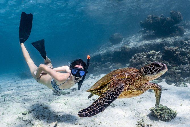Coral Bay 3-Hour Turtle Ecotour - Key highlights worth knowing