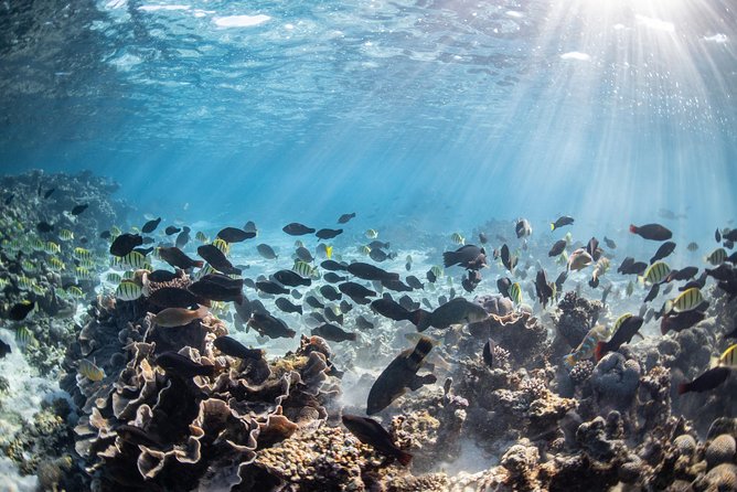 Coral Bay 3-Hour Turtle Ecotour - Turtle Time: How Local Guides Maximize Your Chances