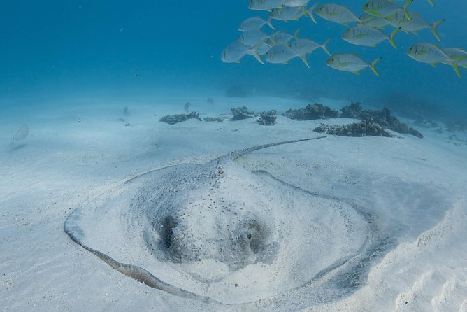Coral Bay 3-Hour Turtle Ecotour - Snorkeling on Selected Stops: Two Sites, One Clear Goal