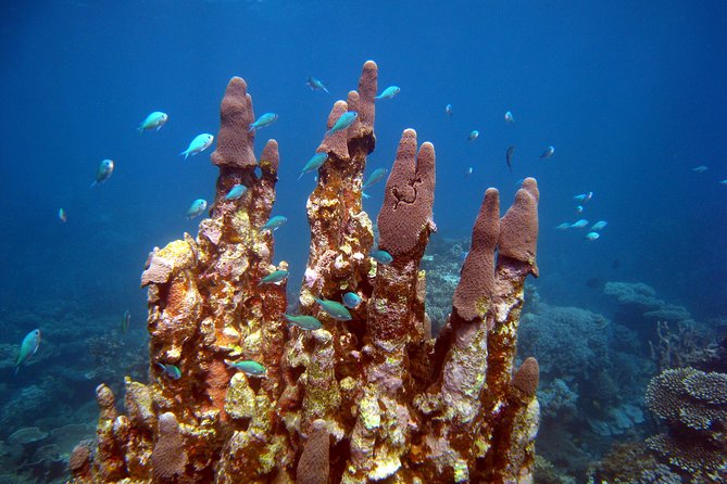Coral Bay 3-Hour Turtle Ecotour - Getting To Nhanya-Ku: Meeting Point, Timing, and How Smooth It Feels