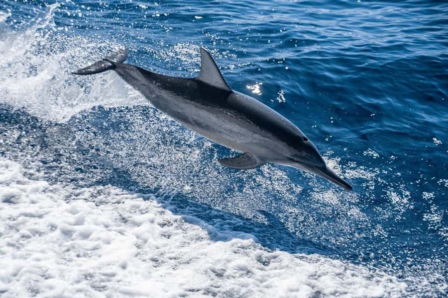 Coral Bay: Full Day Ningaloo Reef with Manta Rays Tour - Lunch on Board: Simple, Filling, and Actually Helpful