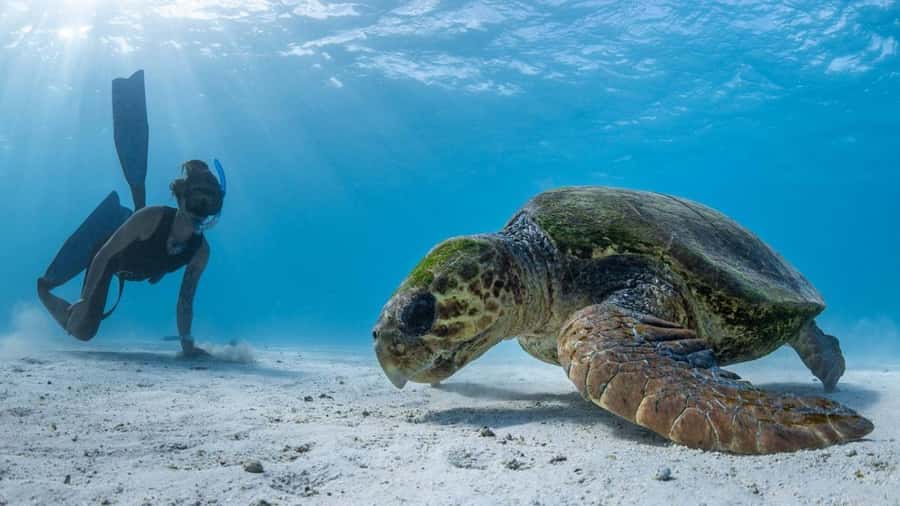 Coral Bay: Full Day Ningaloo Reef with Manta Rays Tour - Comfort, Safety, and How the Guides Keep It Smooth