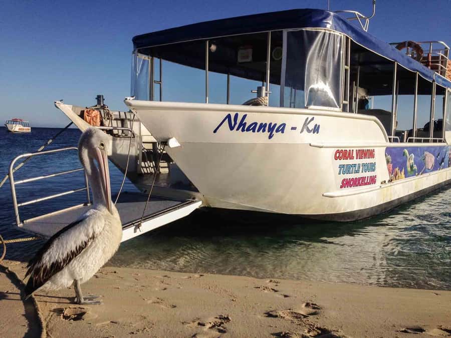 Coral Bay Glass-Bottom Boat Tour - The 1-Hour Rhythm: What Happens During the Tour