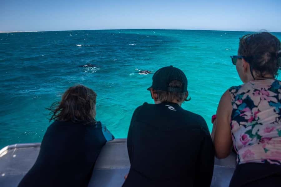 Coral Bay: Half Day Ningaloo Reef Adventure with Manta Rays - Practical tips for your day on the water