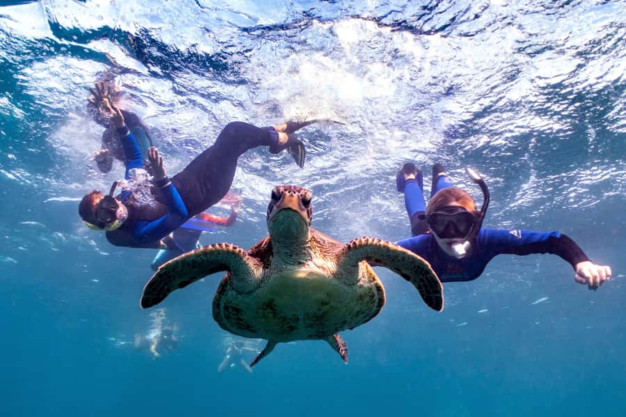 Coral Bay: Marine Eco Safari - Swim With Manta Rays - Key Highlights You Should Care About