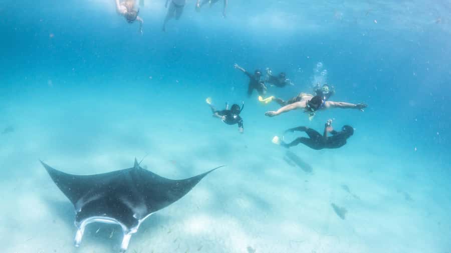 Coral Bay: Marine Eco Safari - Swim With Manta Rays - Why Ningaloo’s resident manta rays make this worth it