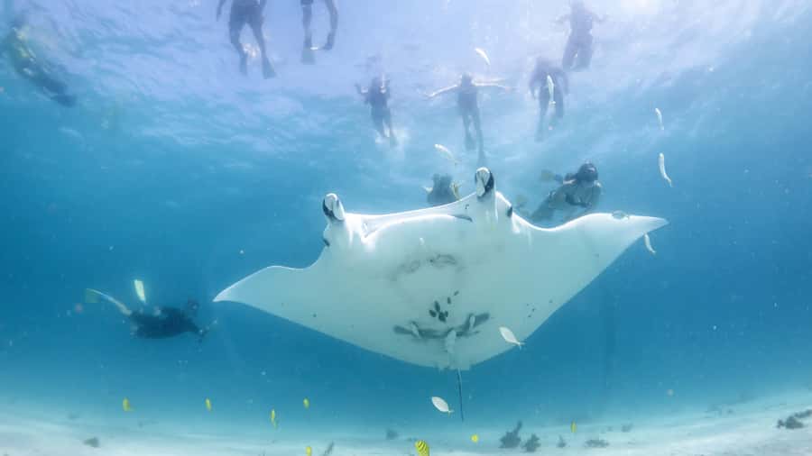 Coral Bay: Marine Eco Safari - Swim With Manta Rays - Bills Bay snorkel: coral gardens and reef life first