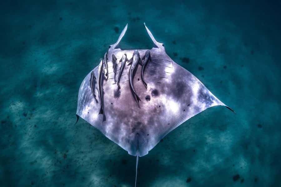 Coral Bay: Marine Eco Safari - Swim With Manta Rays - Getting on board the Kurni-Ku at Coral Bay EcoTours