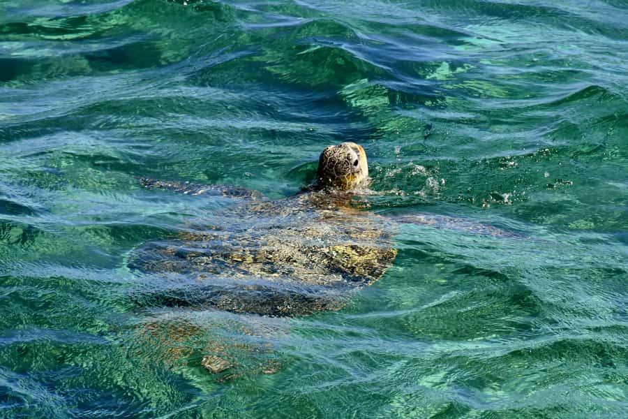 Coral Bay: Ningaloo Reef 3-Hour Turtle Ecotour - Key highlights worth planning for