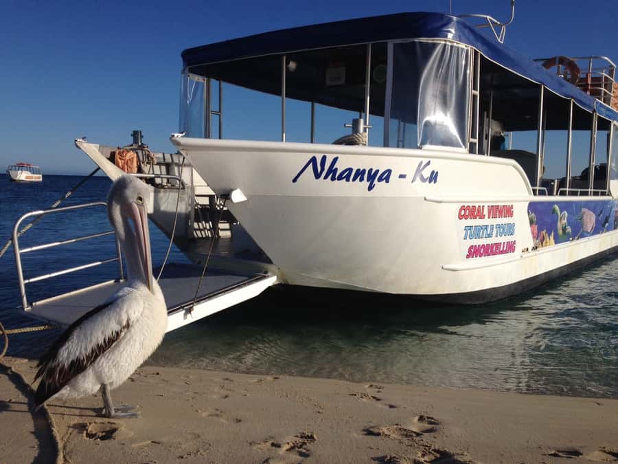 Coral Bay: Ningaloo Reef 3-Hour Turtle Ecotour - Why Coral Bay’s turtle tour feels easier than most reef trips