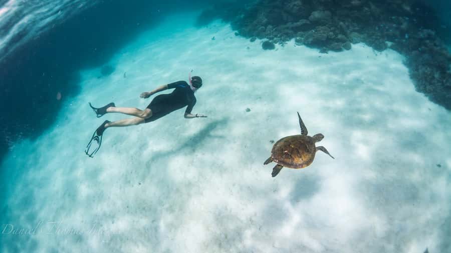 Coral Bay: Ningaloo Reef 3-Hour Turtle Ecotour - The 3-hour flow: what the day feels like in real time