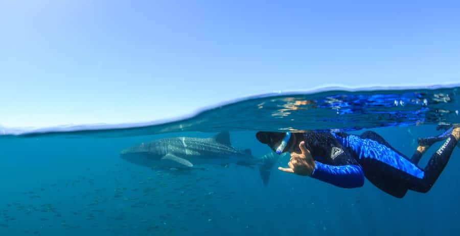 Coral Bay: Ningaloo Reef Swim and Snorkel with Whale Sharks - Key things I’d focus on before you go