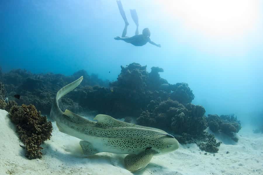 Coral Bay: Ningaloo Reef Swim and Snorkel with Whale Sharks - Price and value: why $460 can make sense here