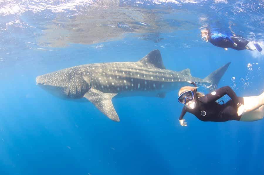 Coral Bay: Ningaloo Reef Swim and Snorkel with Whale Sharks - Coral Bay Morning at 7:30: what the start feels like