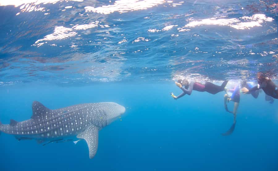 Coral Bay: Ningaloo Reef Swim and Snorkel with Whale Sharks - First snorkel on the reef: coral gardens and a gear-check rhythm