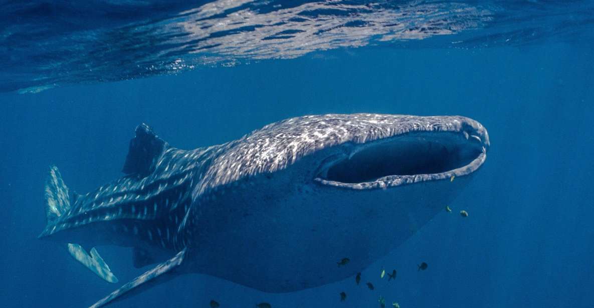 Coral Bay: Ningaloo Reef Swim and Snorkel with Whale Sharks - The outer reef chase: spotter plane spotting, crew planning