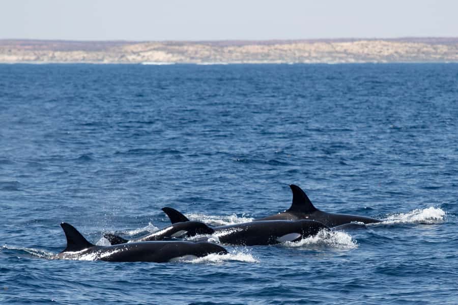 Coral Bay: Ningaloo Reef Swim and Snorkel with Whale Sharks - Whale shark swim rules: groups of 10 and the 1-hour limit