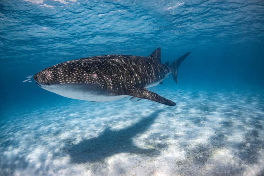 Coral Bay: Ningaloo Reef Swim and Snorkel with Whale Sharks - Lunch, morning tea, afternoon tea, and champagne: food that actually matters