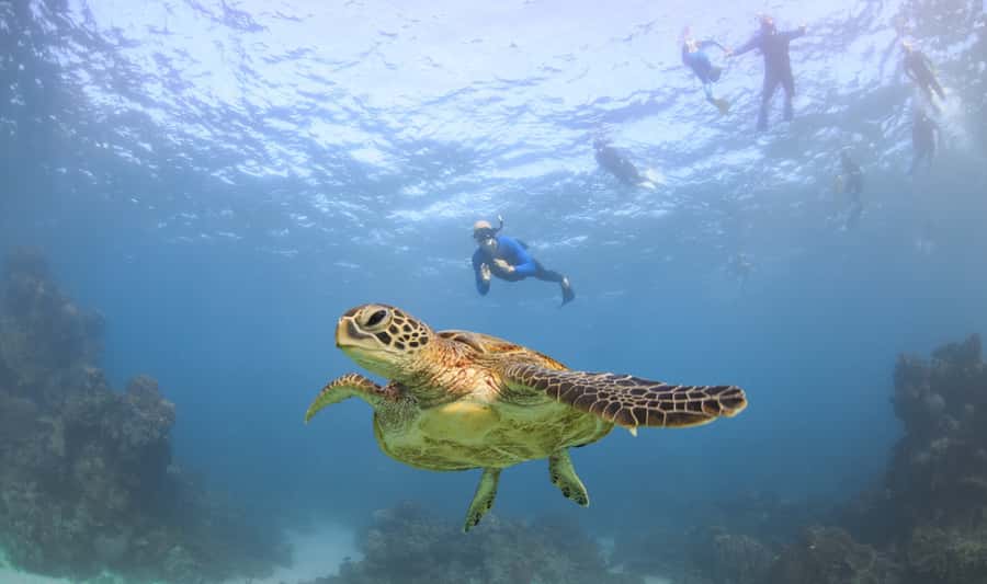 Coral Bay: Ningaloo Reef Swim and Snorkel with Whale Sharks - Tour photographs: a real value add, not a gimmick