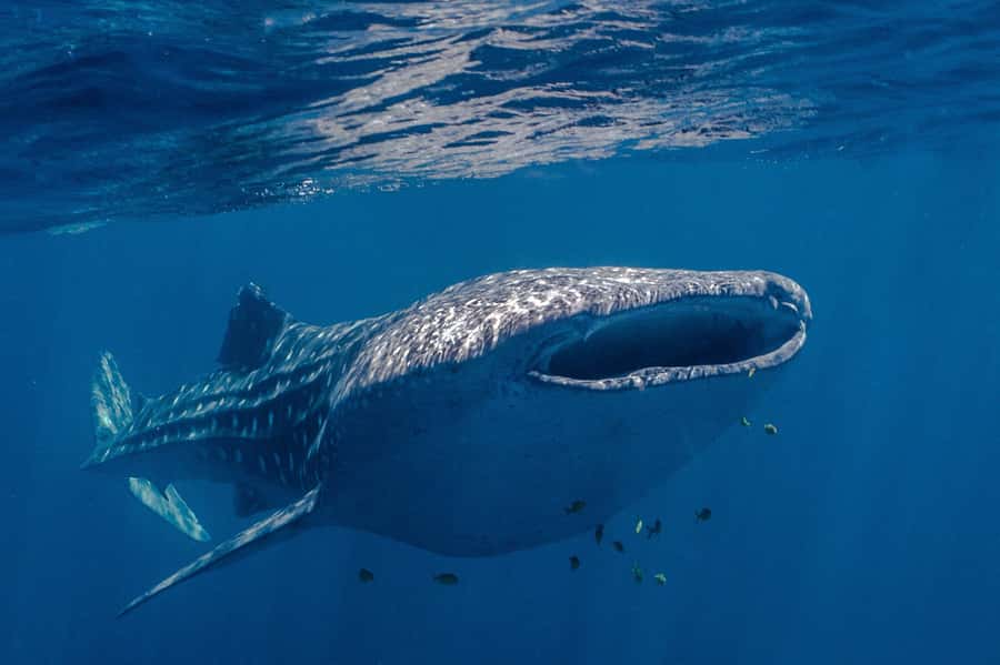 Coral Bay: Ningaloo Reef Swim and Snorkel with Whale Sharks - Onboard Thunder: comfort and visibility for hours on the water